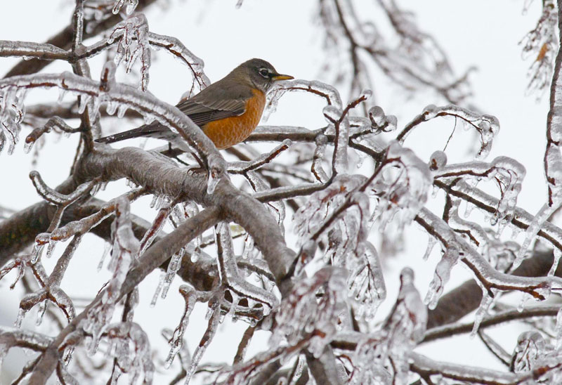 Ice storm hits Toronto