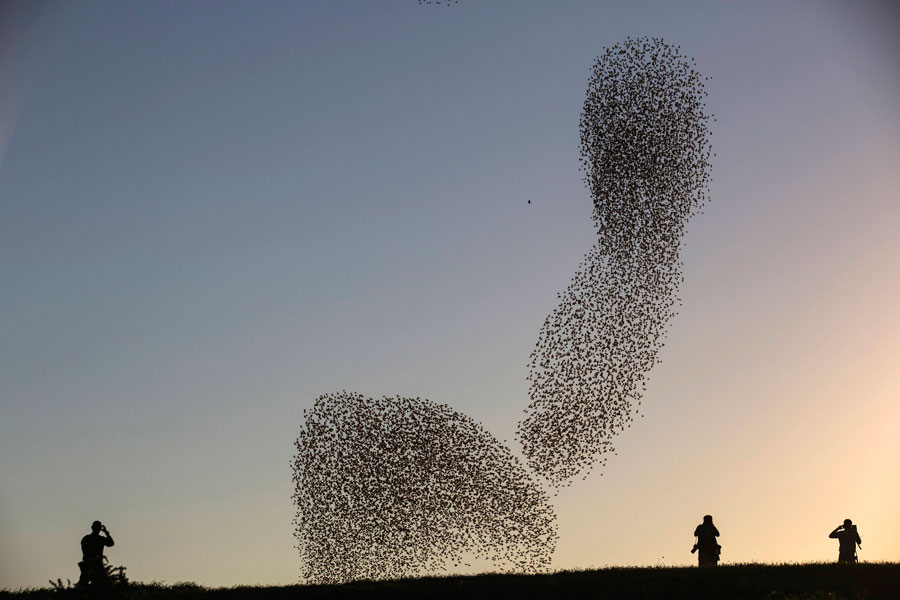 Starlings to spend the winter in Israel