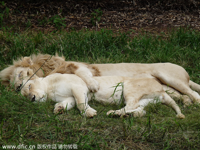 Animal kingdom feeling the coming Valentine's Day