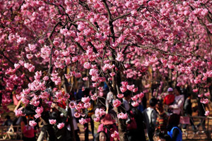 Central, East China embrace spring