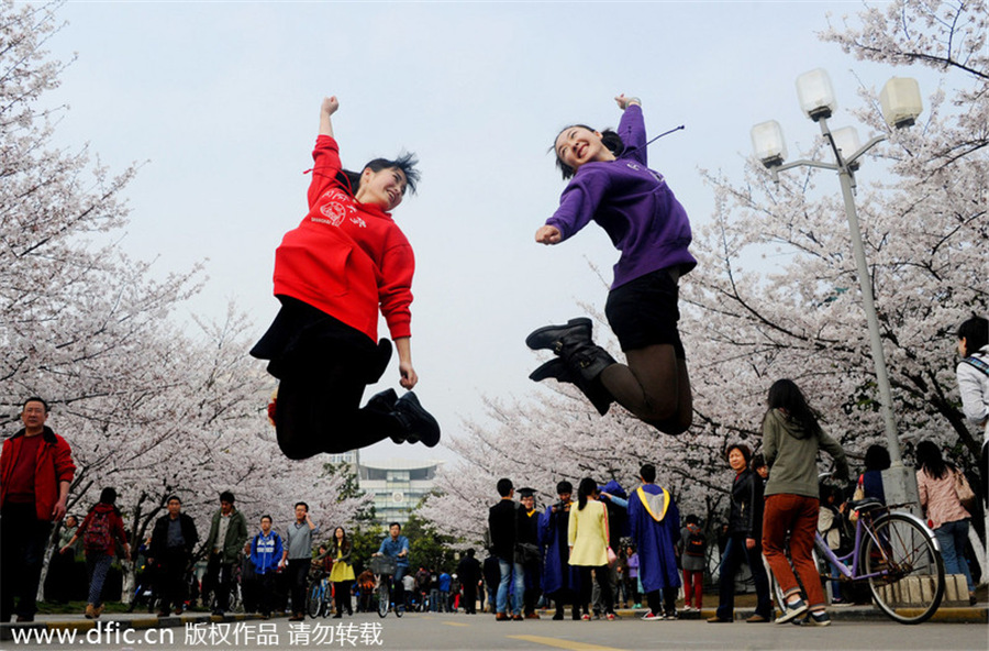 Cherry blossom in full bloom at Tongji University