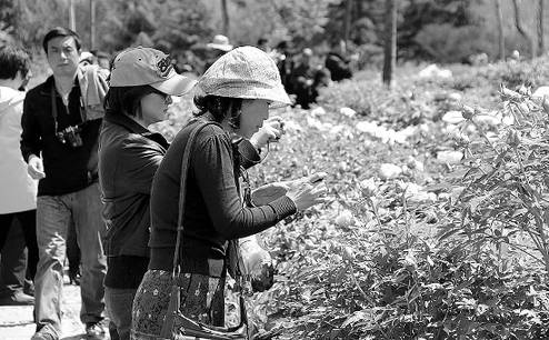 Admiring peonies on Zhaogong Island