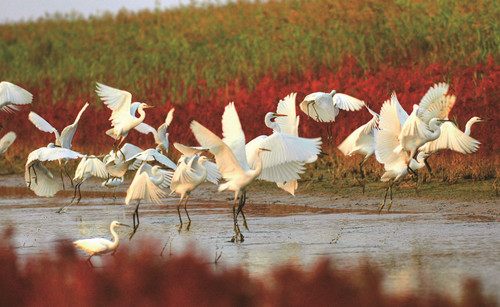 White cranes