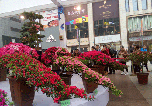 Peonies exhibit delights Liangjiang New Area