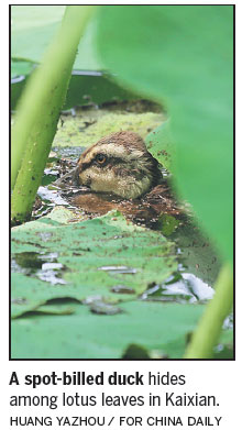 Tree-planting project cleans Yangtze's branches