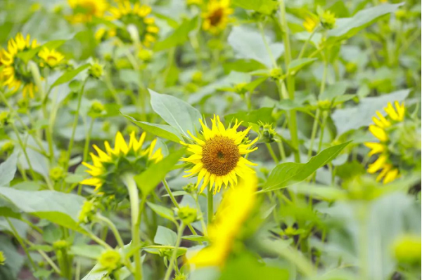 People enchanted by summer flower seas