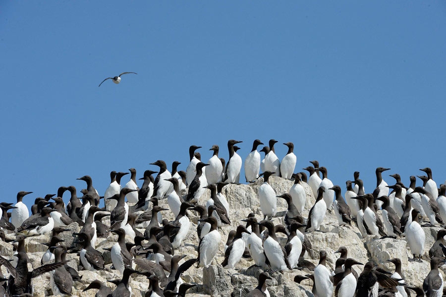 A British heaven island for wildlife