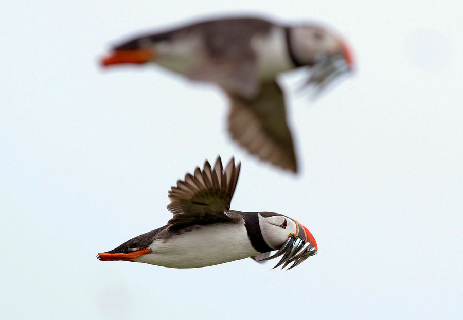 A British heaven island for wildlife