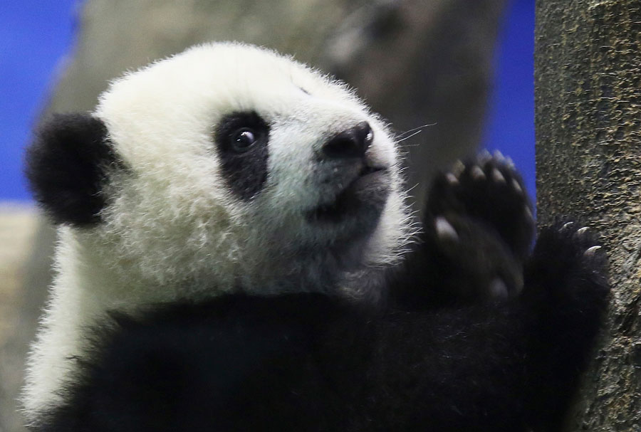 First Taiwan-born panda makes public debut