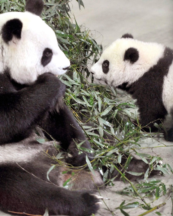 First Taiwan-born panda makes public debut