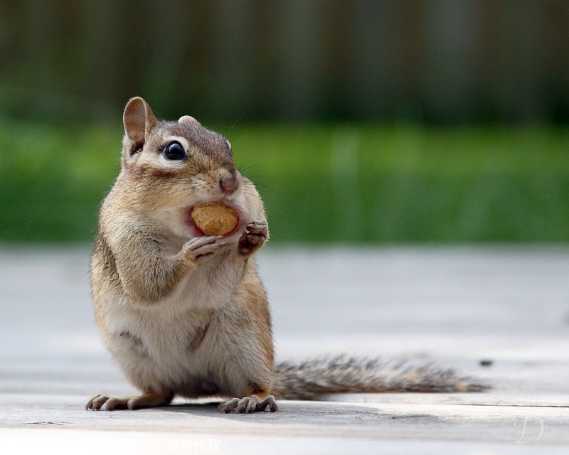 Chipmunk fit to burst as it stuffs peanuts into mouth