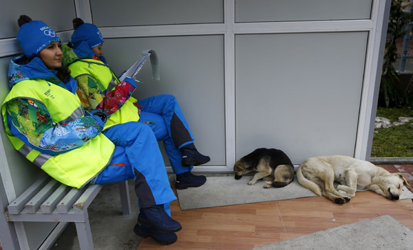 Sochi city hall orders killing of stray dogs