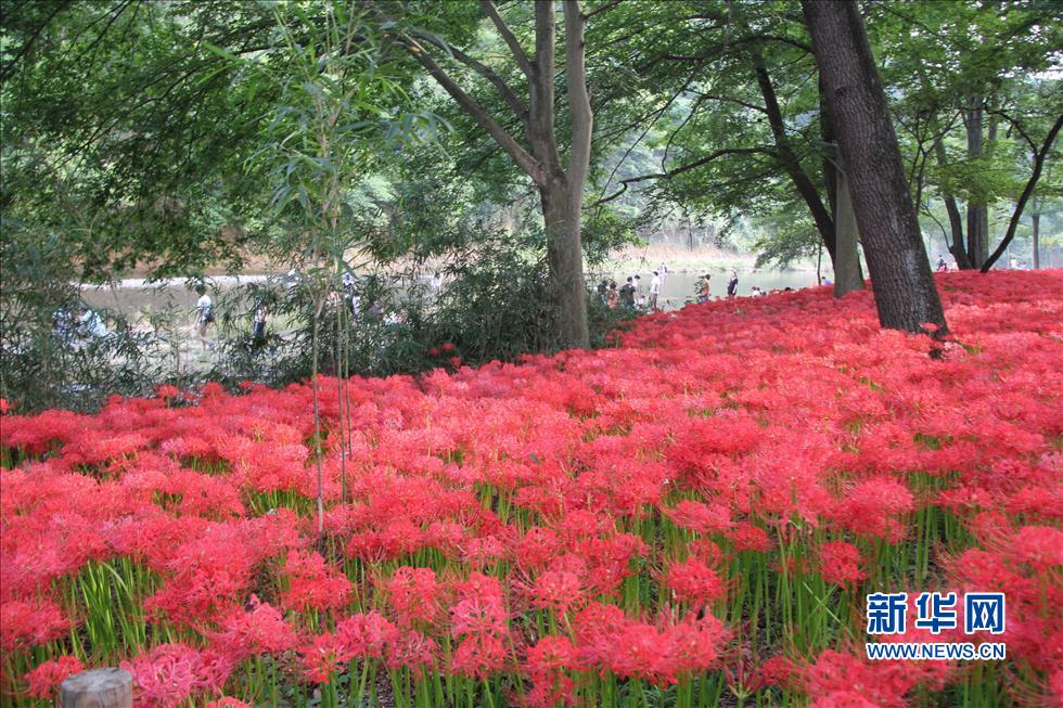 日本最大的曼珠沙華簇生地迎來(lái)花開(kāi)時(shí)節(jié)(組圖)