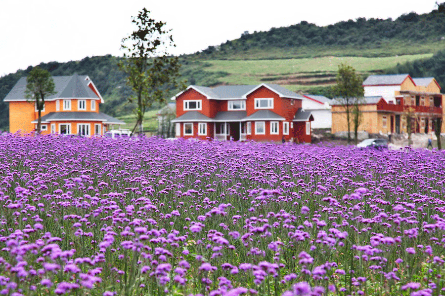 Flower sea in the 'Coolest City'