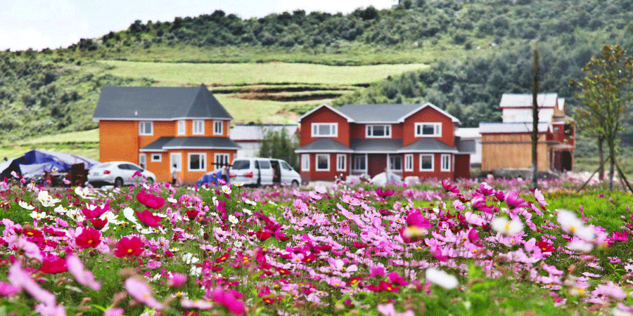 Flower sea in the 'Coolest City'