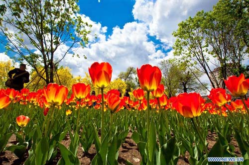 Tulips in full blossom in Changchun, NE China