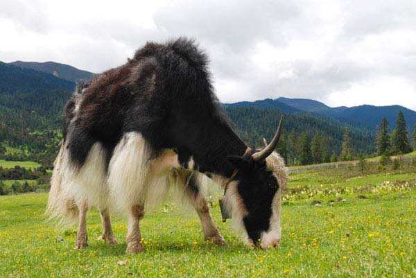 Tibet's 'Mini Switzerland'