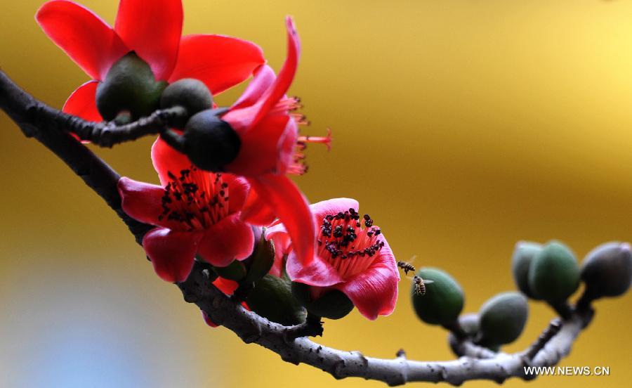 Flowers blossom around China