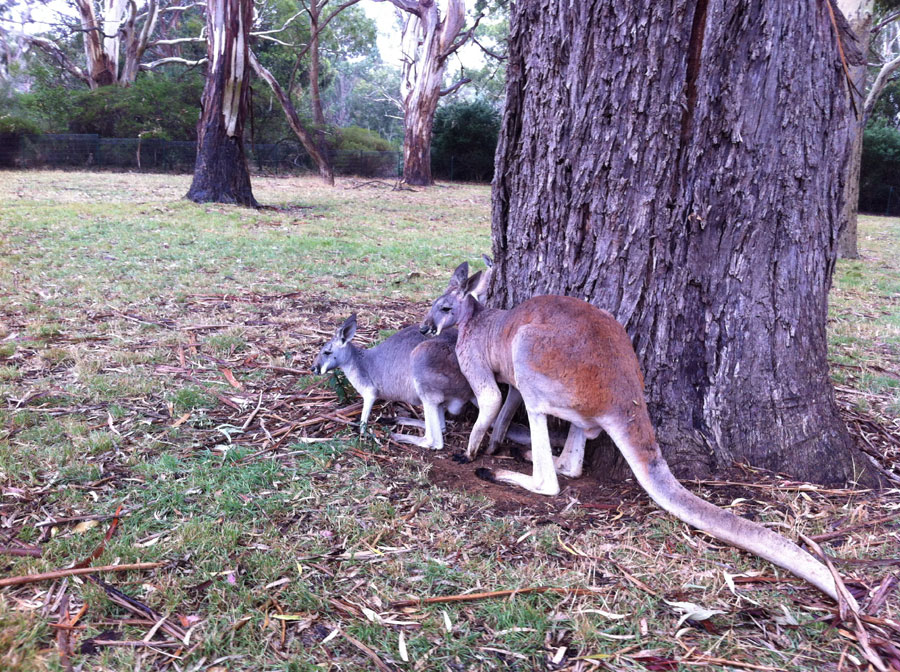 Snapshots of two cities: Adelaide and Perth.