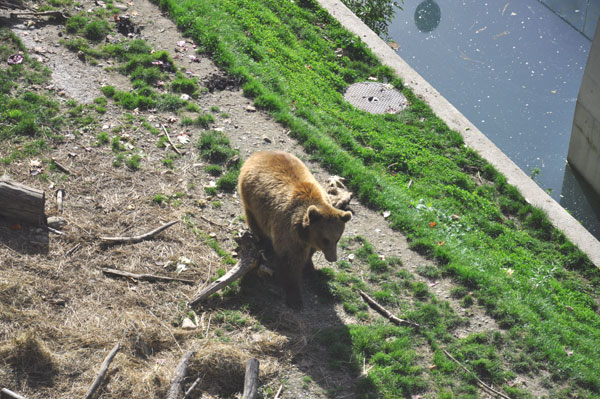 Bear moment in Bern