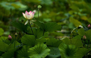 Off the beaten Thai track