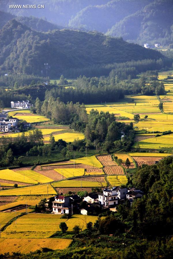 Paddy rice fields in China's Anhui