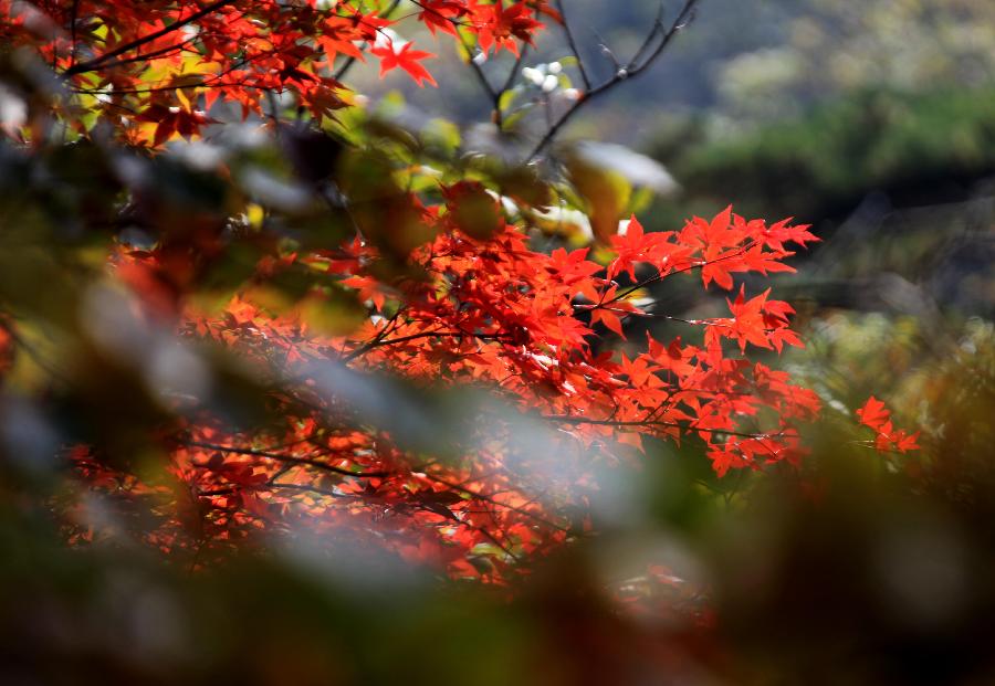 Red autumnal leaves at Huangshan