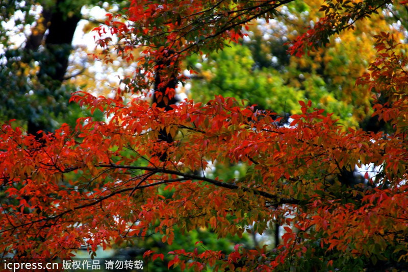 Autumn colors around China