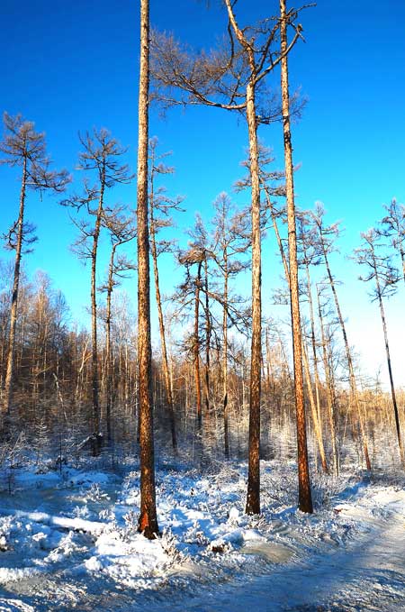 Moerdaoga National Forest Park, a pure white wonderland