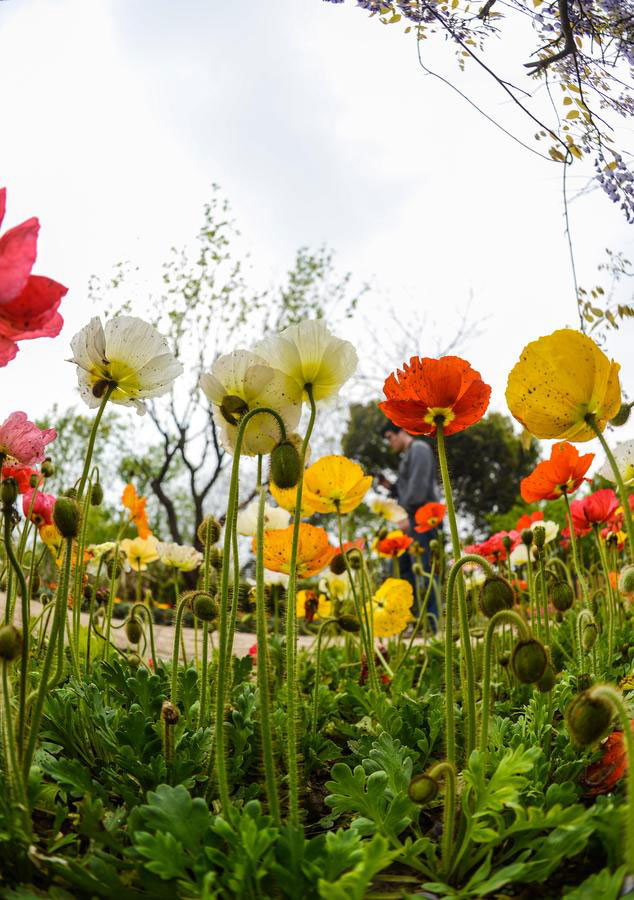 Travel tips for Qingming festival