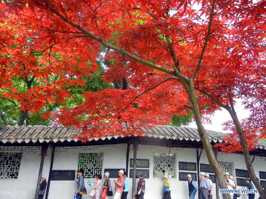 Japanese maple trees at the Humble Administrator’s Garden