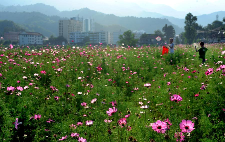 Gesang flowers in bloom in Liuba,Shaanxi province