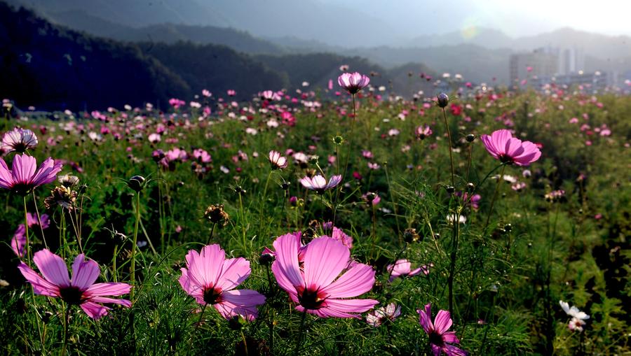 Gesang flowers in bloom in Liuba,Shaanxi province