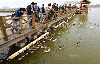 Charming wetland around Khanka Lake