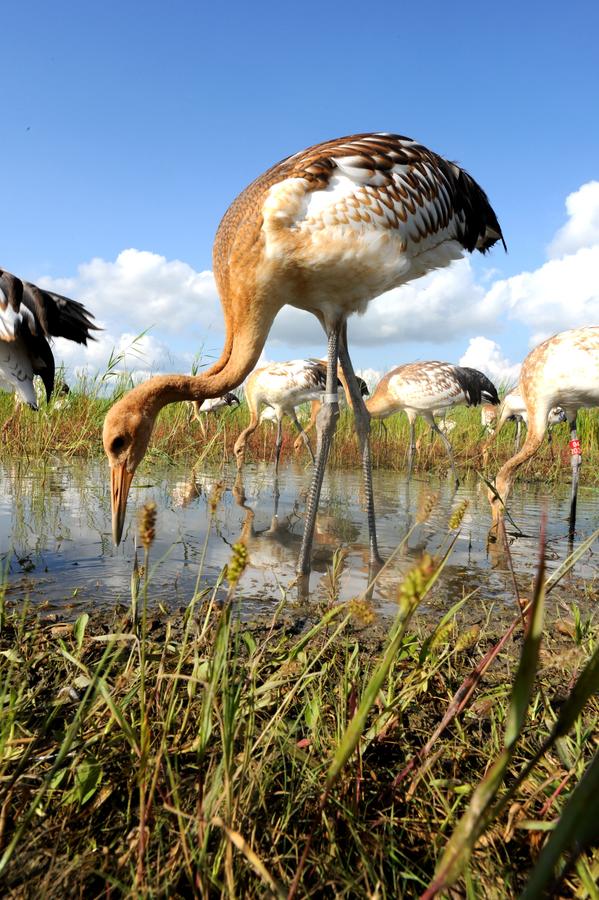 Top wetlands in China-beauty of diversity