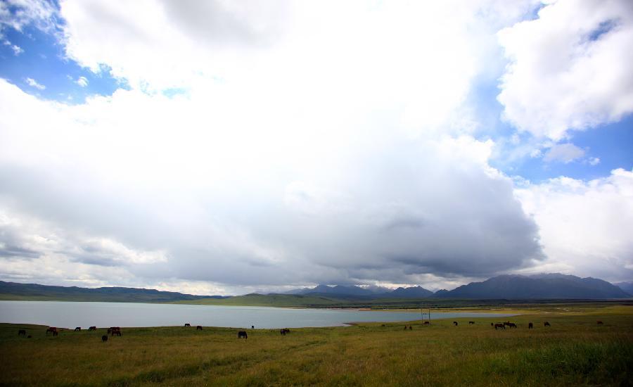 Horses graze at Shandan Horse Ranch in Gansu