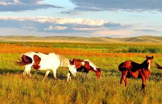 Horses graze at Shandan Horse Ranch in Gansu