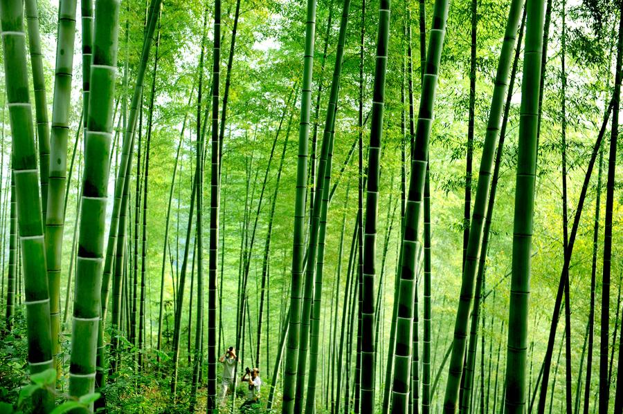 Scenery of Huoshan bamboo forests in Anhui