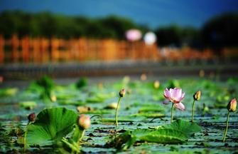 Caofeidian Wetland in Hebei province