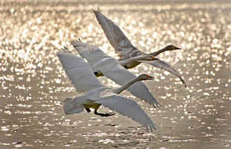 Beauty of Gahai Wetland in NW China's Gansu