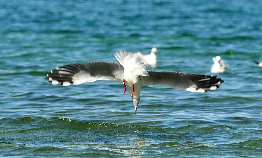 Black-headed gulls seen in SW China's Tibet