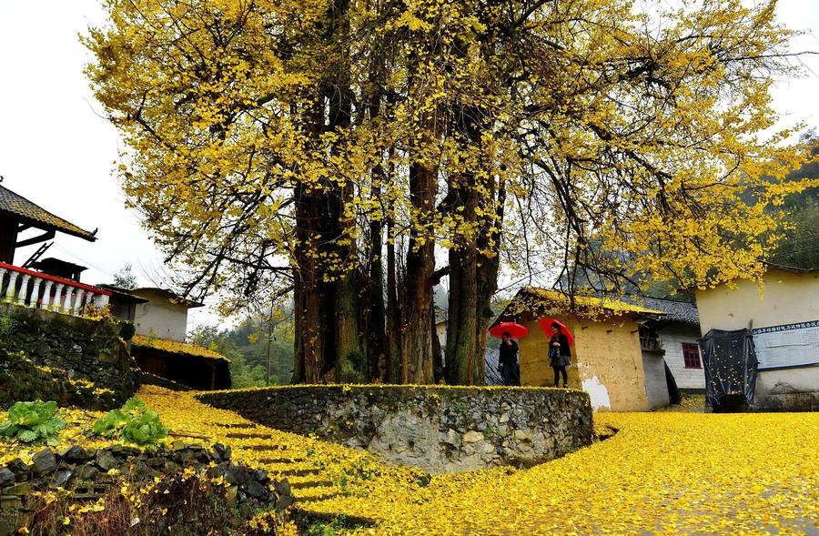 Walk amid the gingko leaves