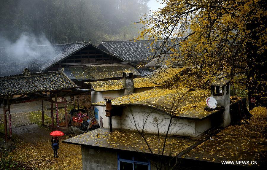 Walk amid the gingko leaves