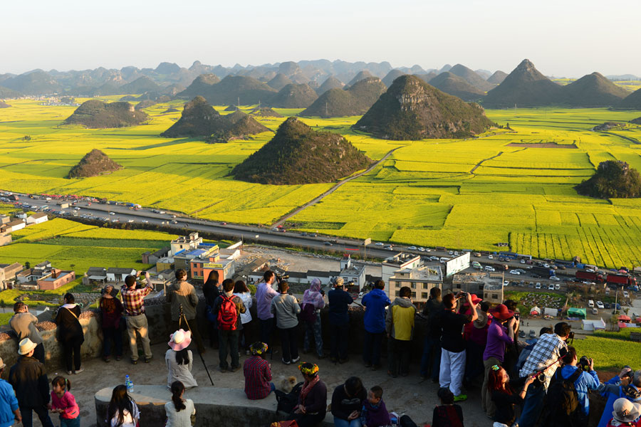 Ocean of golden canola flowers in Luoping, Yunnan