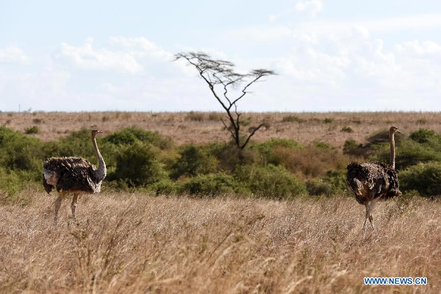 In pictures: Kenya's Nairobi National Park