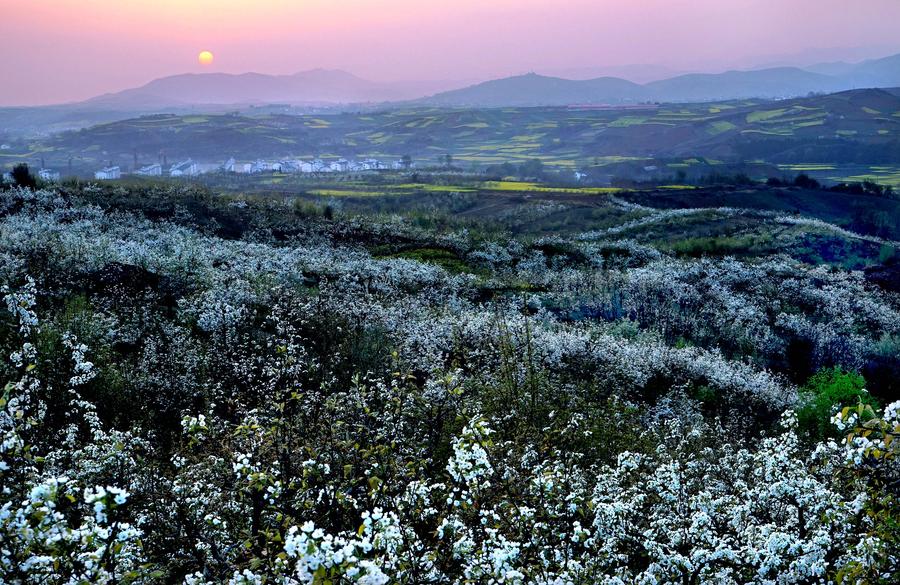 Pear flowers in full bloom in NW China's Shaanxi