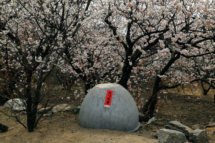 Scenes of cherry trees in blossom in Shandong