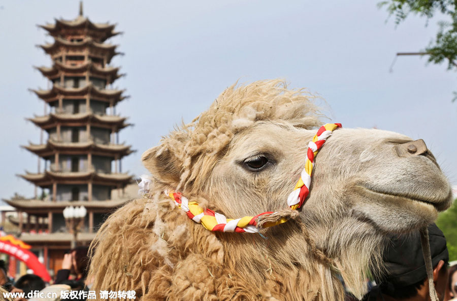 Camel caravan on the Silk Road