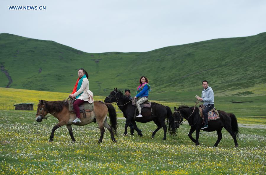 Flowers blossom in high altitude grassland