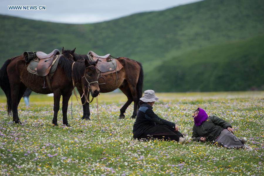 Flowers blossom in high altitude grassland